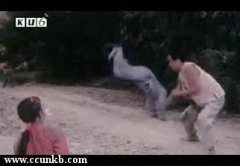陶红