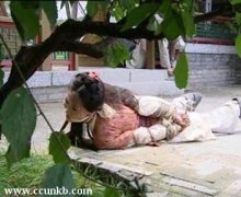 杨蓉