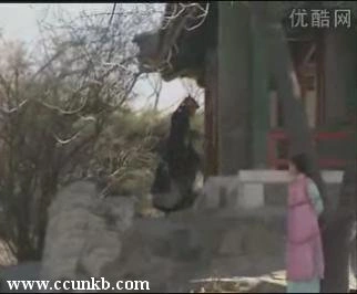 张丹丹