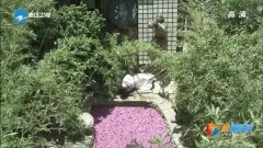 佚名