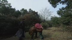 杨若兮