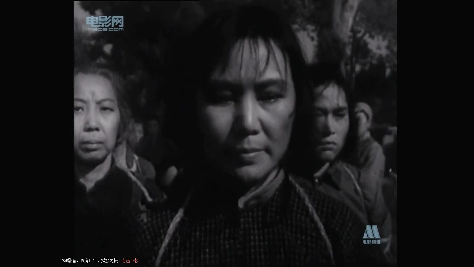 白杨